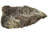 Fossil Tyrannosaur (T rex) Bone Section - Wyoming #314014-1